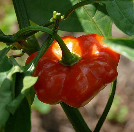 Brazilian Starfish Chilli Pepper - Capsicum Baccatum - 5 Seeds