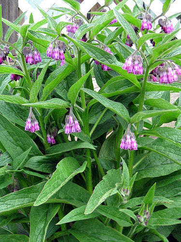 Comfrey - Symphytum officinale - 5 Seeds - Medicinal Herb