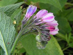 Comfrey - Symphytum officinale - 5 Seeds - Medicinal Herb