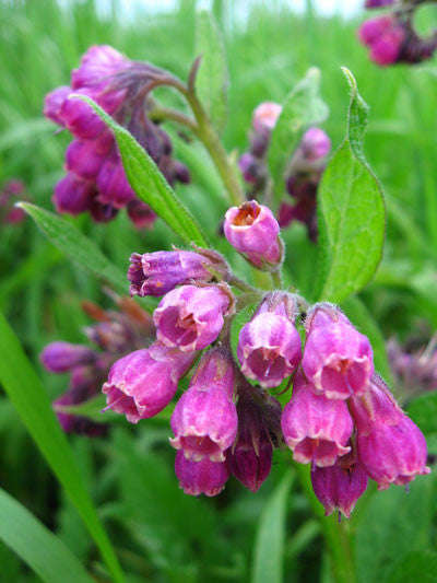 Comfrey - Symphytum officinale - 5 Seeds - Medicinal Herb