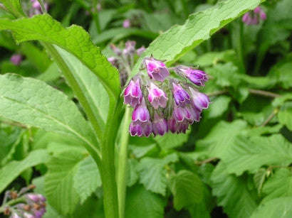 Comfrey - Symphytum officinale - 5 Seeds - Medicinal Herb
