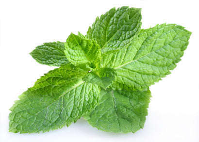 Peppermint - Mentha x piperita - Culinary Edible Herb - 25 Seeds