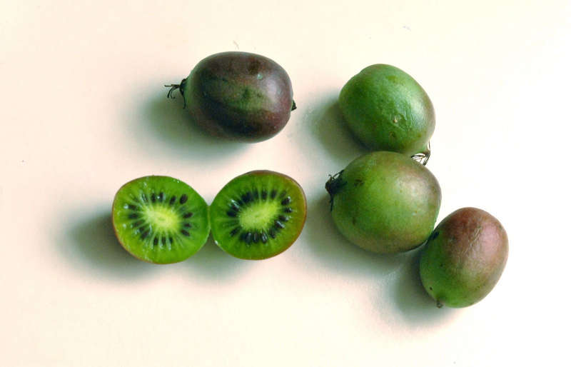 Actinidia arguta - Kiwi berry - Kiwi Fruit variety - Exotic Shrub - 5 Seeds