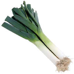 Carentan Leek - Allium ampelloprasum - French Heirloom Vegetable - 200 Seeds