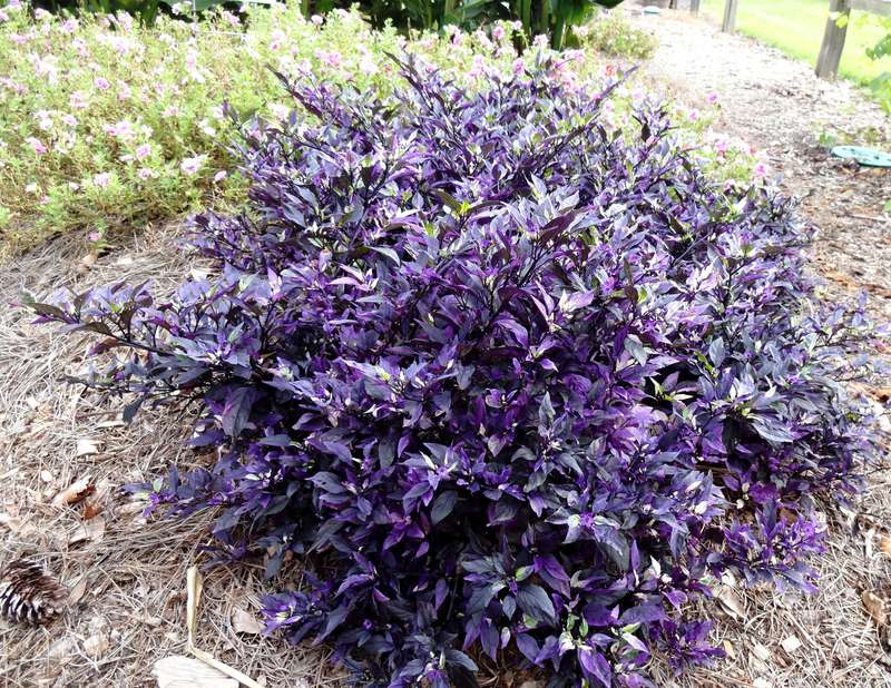Purple Flash Chilli Pepper - Ornamental - Capsicum Annuum - 5 Seeds