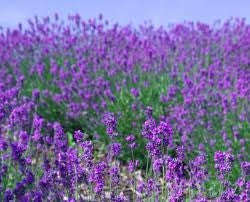 Wedding Favour Seeds - Lavender - T... - Self Pack Option - 600 Seeds - 20 Guest / Favour x 30 Seeds