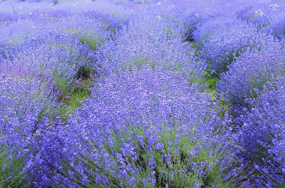Corporate Gifting Seeds - Lavender - True Lavender - Flowering Herb Seeds - 20 Packs of 30 Seeds