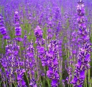 Corporate Gifting Seeds - Lavender - True Lavender - Flowering Herb Seeds - 20 Packs of 30 Seeds