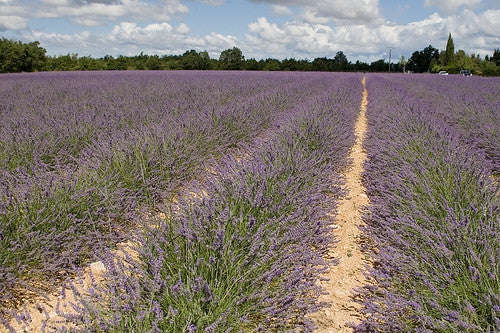Wedding Favour Seeds - Lavender - T... - Self Pack Option - 600 Seeds - 20 Guest / Favour x 30 Seeds