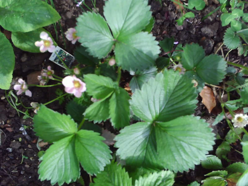 Roman F1 Strawberry - Fragaria - Easy to grow Container Strawberry - Fruit - 5 Seeds