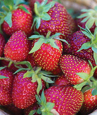 Roman F1 Strawberry - Fragaria - Easy to grow Container Strawberry - Fruit - 5 Seeds