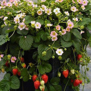 Roman F1 Strawberry - Fragaria - Easy to grow Container Strawberry - Fruit - 5 Seeds