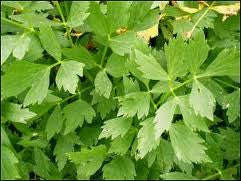 Lovage - Bulk Herb Seeds - 20 grams