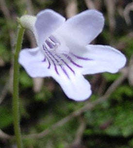 Streptocarpus Rexii - Indigenous South African Gesneriads - 10 Seeds