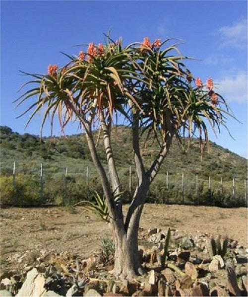 Corporate Gifting Seeds - Tree A... - Self Pack Option - 100 Seeds - 20 Gifts / Give-aways x 5 Seeds
