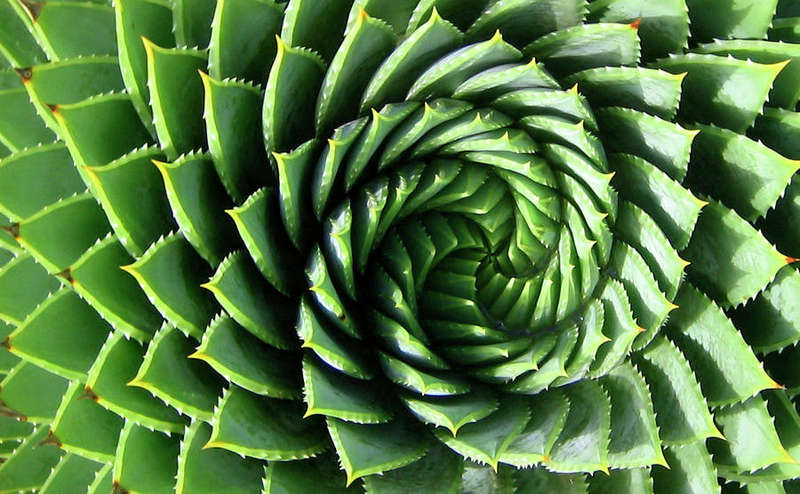 Aloe Polyphylla - African Spiral Aloe - Lesotho Succulent - Seeds - 20 Seeds