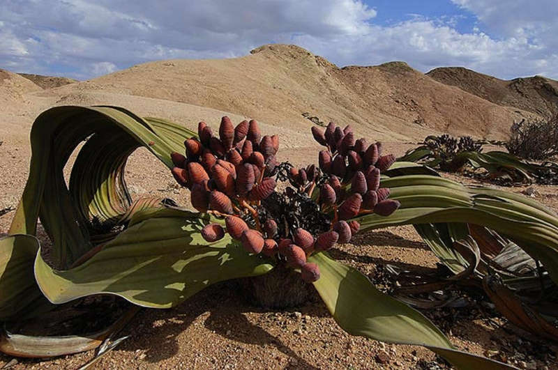 Welwitschia Mirabilis - Rare Namibian Succulent - Grows over 2000 Years Old - 6 Seeds