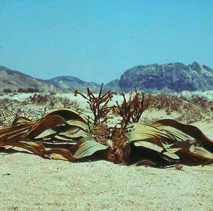 Welwitschia Mirabilis - Rare Namibian Succulent - Grows over 2000 Years Old - 6 Seeds
