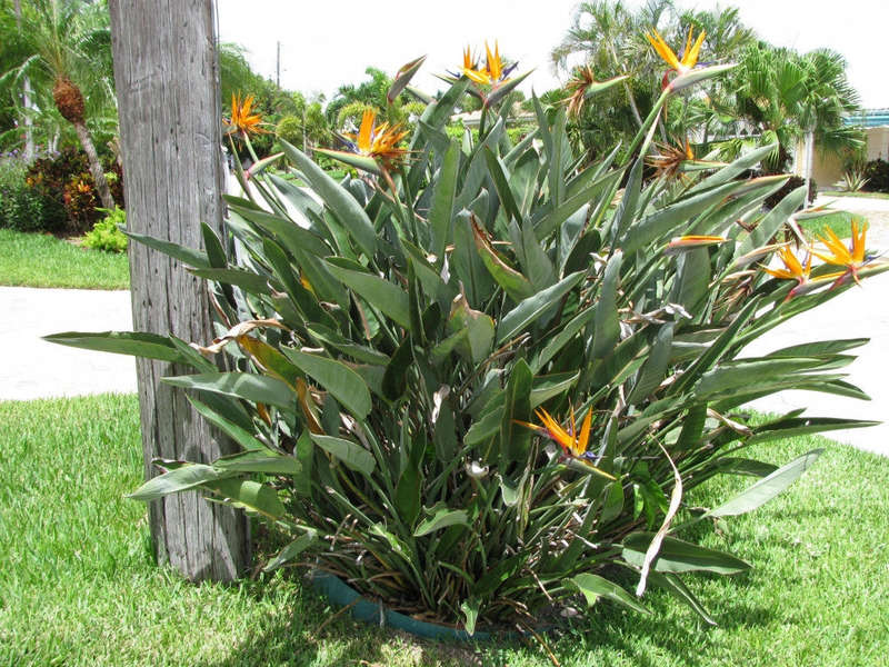 Corporate Gifting Seeds - Bird of Paradise - Strelitzia Reginae - Indigenou... - 20 Packs of 5 Seeds