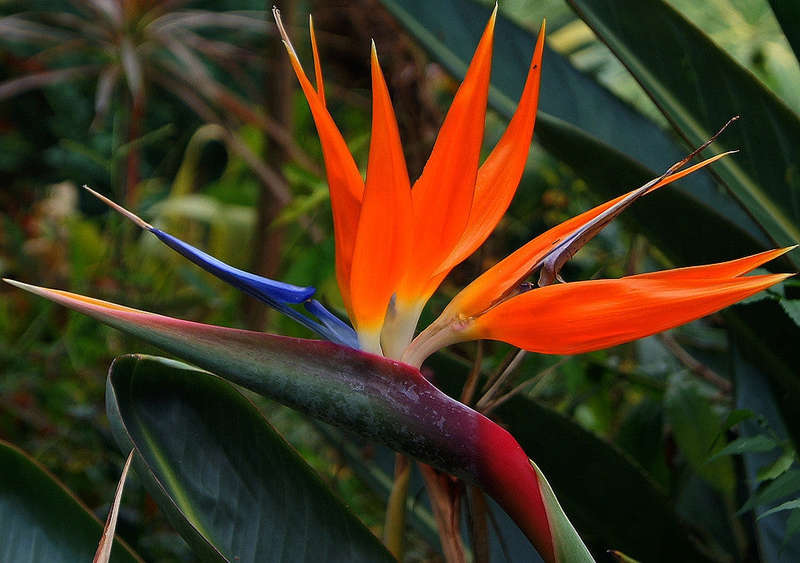 Corporate Gifting Seeds - Bird of Paradise - Strelitzia Reginae - Indigenou... - 20 Packs of 5 Seeds