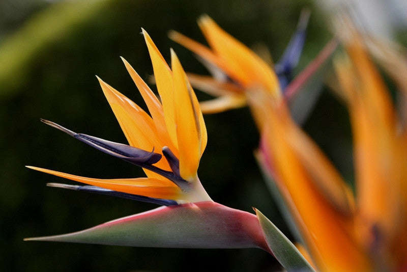 Corporate Gifting Seeds - Bird of Paradise - Strelitzia Reginae - Indigenou... - 20 Packs of 5 Seeds