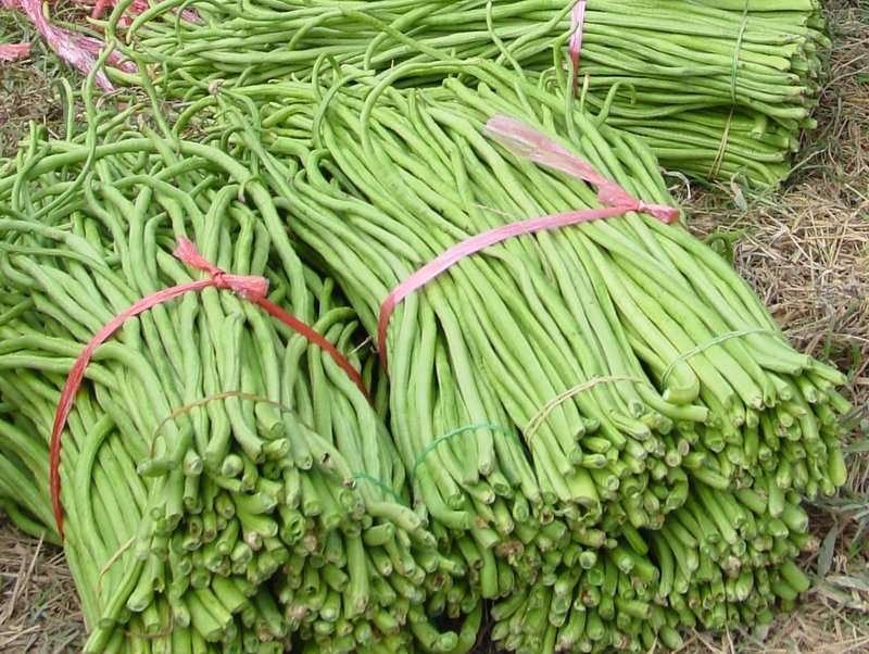 Chinese / Thai Yard Long Beans - Heirloom Vegetable - Vigna sesquipedalis - 5 Seeds