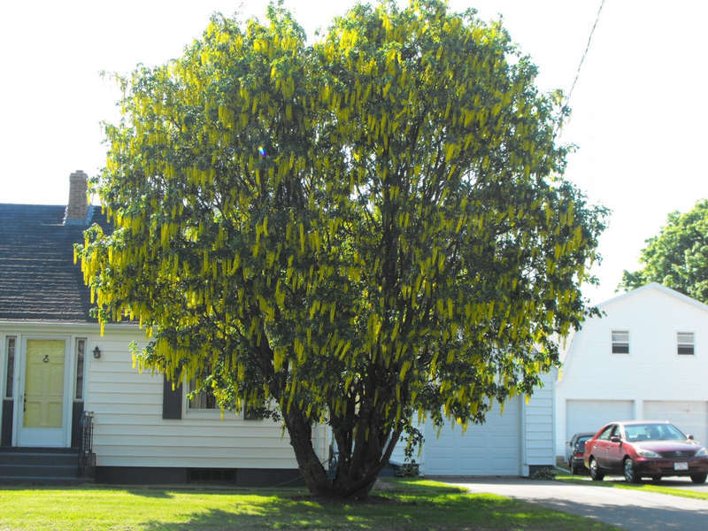 Golden Chain Tree - Laburnum watereri - Exotic Tree - 5 Seeds
