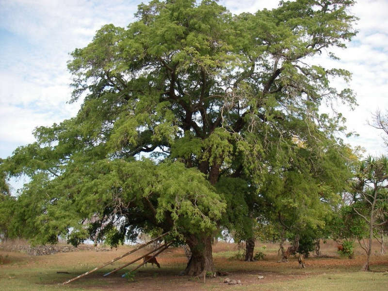 Tamarind  Tamarindus Indica - Fruit Tree - Edible Fruit / Bonsai - 5 Seeds