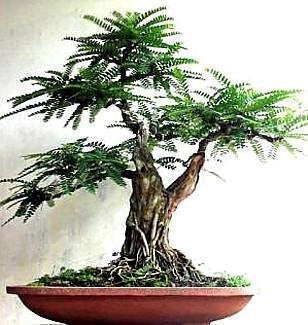 Tamarind  Tamarindus Indica - Fruit Tree - Edible Fruit / Bonsai - 5 Seeds