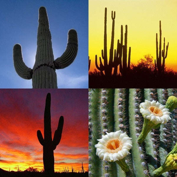 Giant Saguaro Cactus - Carnegia Gigantea - Seeds - 20 Seeds