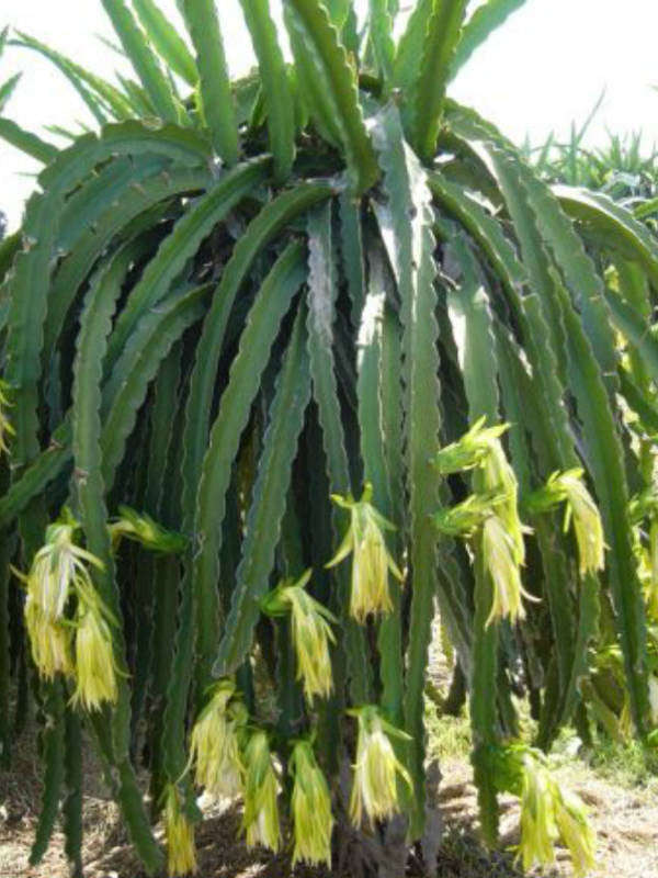 White Flesh Pitaya / Dragon Fruit - "L.A Woman" - Hylocereus undatus - Exotic Succulent Fruit - 1...