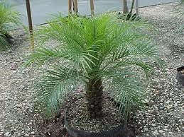 Pygmy Date Palm - Phoenix Roebelenii - 5 Seeds