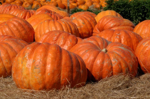 Atlantic Giant Pumpkin - Cucurbita Maxima - 5 Seeds - Grows up to 500kgs!!!