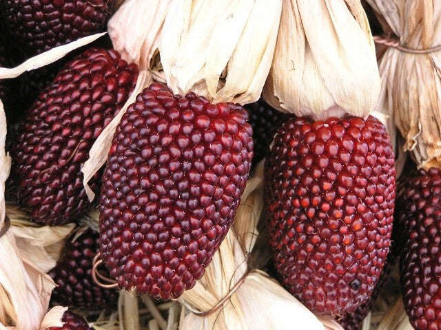 Strawberry Popcorn - Heirloom Vegetable - 10 Seeds