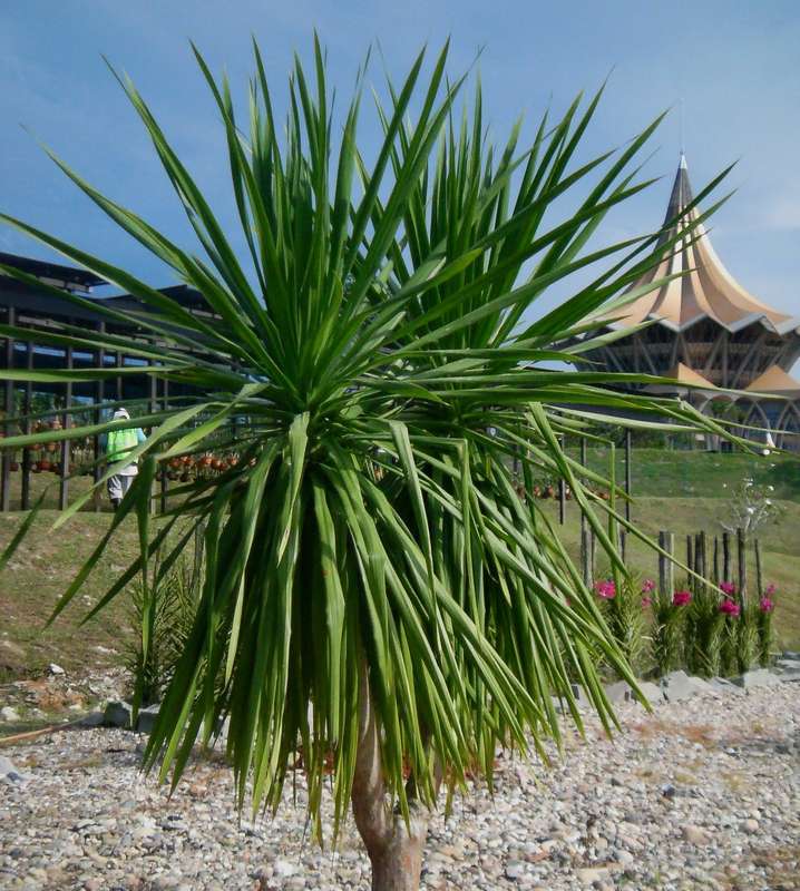 Yucca aloifolia - Spanish Bayonet - Exotic Succulent Tree - 10 Seeds