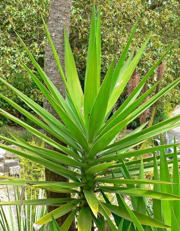 Yucca aloifolia - Spanish Bayonet - Exotic Succulent Tree - 10 Seeds