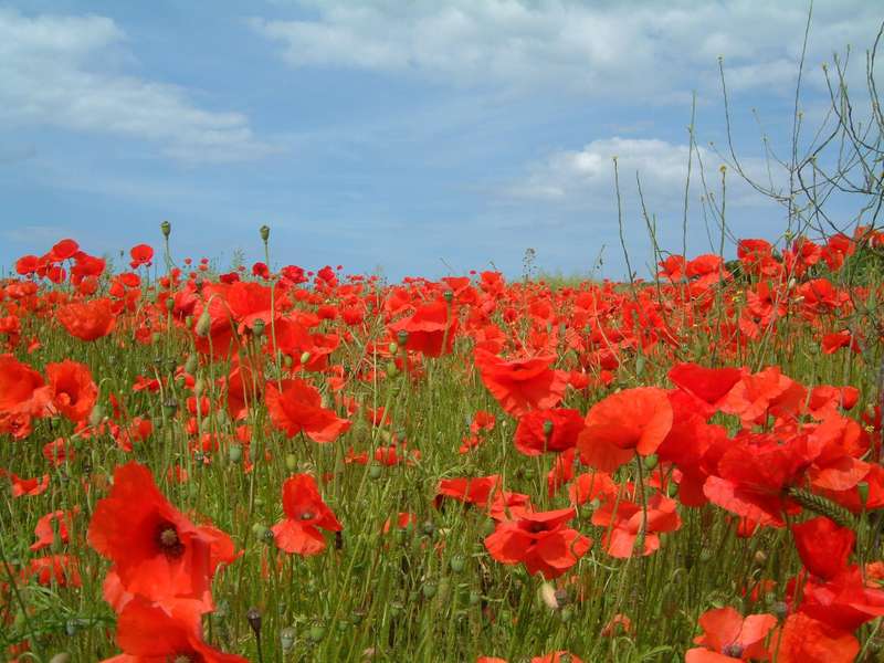 American Legion Poppy - Papaver Rhoeas "American Legion" - Annual Flower - 500 Seeds