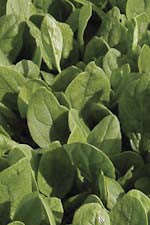Cornet Baby Leaf Spinach - Hybrid - Spinacea Oleracea - 100 Seeds