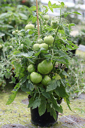 Megabite Tomato - Large Beefsteak type tomato - Containers - Lycopersicon Esculentum - 5 Seeds