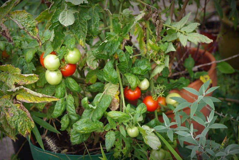 Megabite Tomato - Large Beefsteak type tomato - Containers - Lycopersicon Esculentum - 5 Seeds