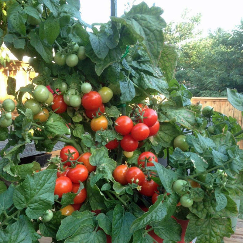 Totem Red Tomato - Container Cherry Tomatoes - Lycopersicon Esculentum - 5 Seeds