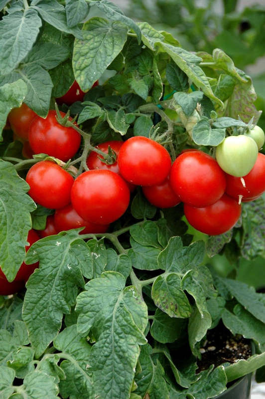 Totem Red Tomato - Container Cherry Tomatoes - Lycopersicon Esculentum - 5 Seeds