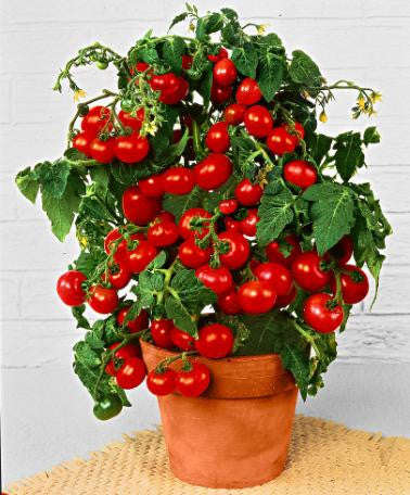 Totem Red Tomato - Container Cherry Tomatoes - Lycopersicon Esculentum - 5 Seeds