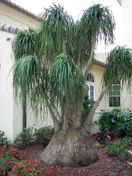 Ponytail Palm - Beaucarnea Recurvata - Seeds - 20 Seeds