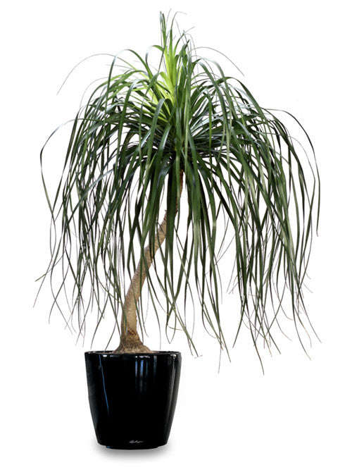 Ponytail Palm - Beaucarnea Recurvata - Seeds - 20 Seeds