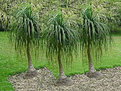 Ponytail Palm - Beaucarnea Recurvata - Seeds - 20 Seeds