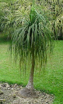 Ponytail Palm - Beaucarnea Recurvata - Seeds - 20 Seeds