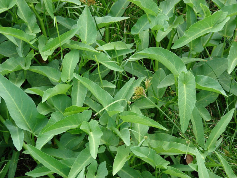 Green Water Spinach - Water convolvulus - Kangkong - Ipomoea Aquatica - Exotic Thai Vegetable - 2...