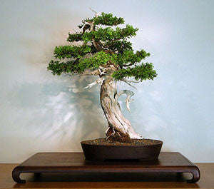 Cedar of Goa - Mexican White Cedar - Cupressus lusitanica - Exotic Tree / Bonsai - 5 Seeds