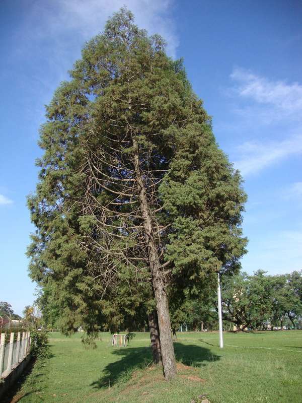 Cedar of Goa - Mexican White Cedar - Cupressus lusitanica - Exotic Tree / Bonsai - 5 Seeds
